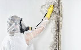 Best Residential Mold Inspection & Testing  in Panorama Village, TX